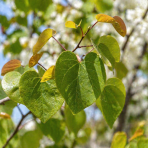 Judášovec kanadský (Cercis Canadensis) ´TEXAS WHITE´ - výška 130-150 cm, kont. C7,5L 